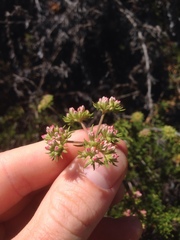 Eriogonum fasciculatum