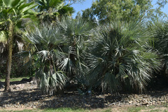 Nannorrhops ritchiana