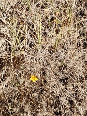 Simsia amplexicaulis