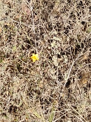 Simsia amplexicaulis