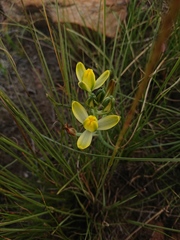 Albuca rupestris
