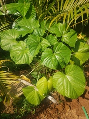 Clerodendrum paniculatum