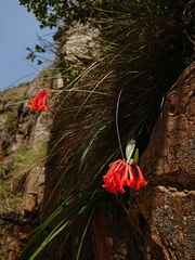 Cyrtanthus epiphyticus
