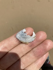 Macomona deltoidalis