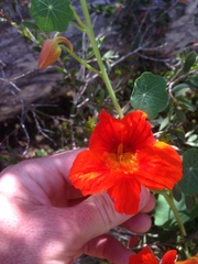 Tropaeolum majus