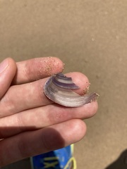 Austromactra contraria