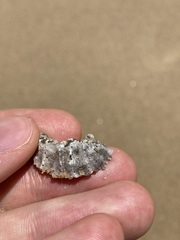 Saccostrea glomerata