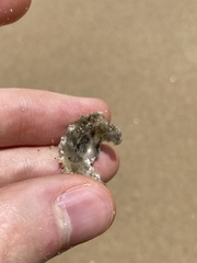 Saccostrea glomerata