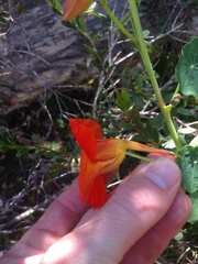 Tropaeolum majus