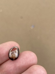 Patelloida latistrigata