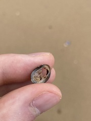 Patelloida latistrigata