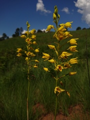 Eulophia odontoglossa