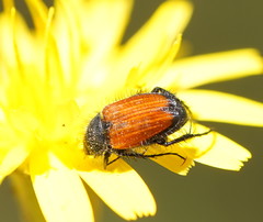 Phyllotocus rufipennis