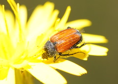 Phyllotocus rufipennis