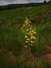 Eulophia odontoglossa