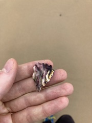 Saccostrea glomerata