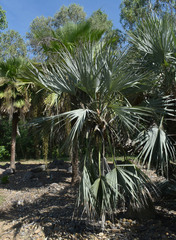 Nannorrhops ritchiana