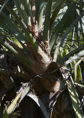 Nannorrhops ritchiana