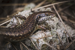 Trachylepis maculilabris