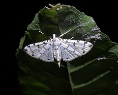Pycnarmon cribrata