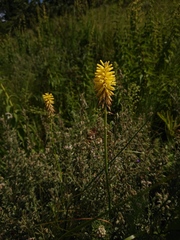 Kniphofia breviflora