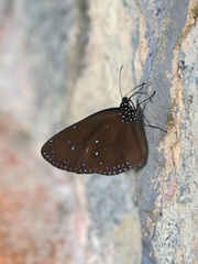 Euploea eunice