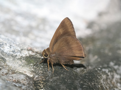Hasora lizetta