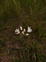 Nerine pancratioides