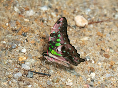 Euploea eunice