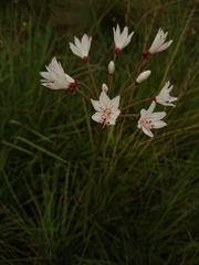 Nerine pancratioides
