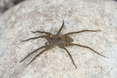 Pardosa sumatrana