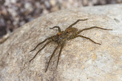 Pardosa sumatrana