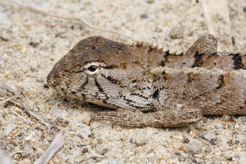Wang’s Garden Lizard, photo 8 of 9