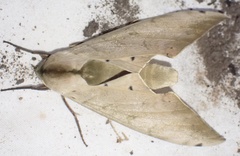 Pseudoclanis occidentalis