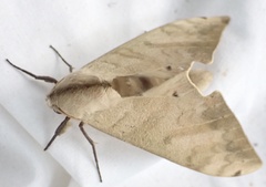 Pseudoclanis occidentalis