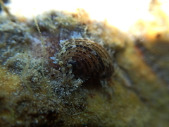 Stomatella impertusa