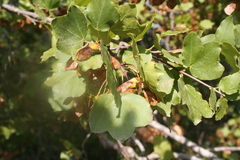 Acer obtusifolium