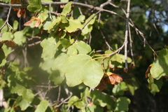 Acer obtusifolium