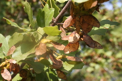 Acer obtusifolium