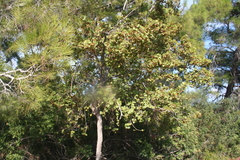Acer obtusifolium