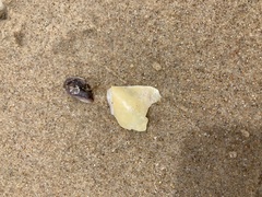Pinctada maculata