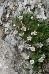 Potentilla clusiana