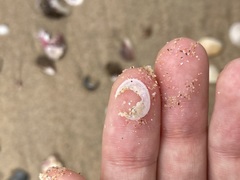 Scintillula solida