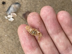 Diopatra dentata