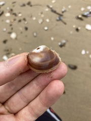 Mactra pusilla