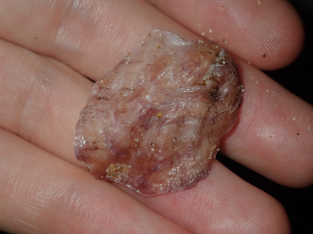 Leaf oyster