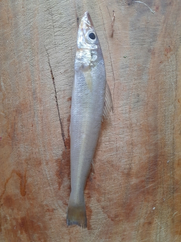 Common asohos (Sillago sihama) — Sillaginidae