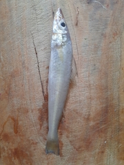 Sillago sihama