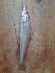 Sillago sihama