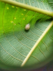 Ortaliini